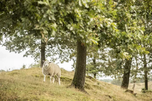 Hof van Saksen Drenthe - Westdorp visuel 1618/1861