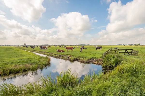 Hof van Saksen Drenthe - Westdorp visuel 1304/1861
