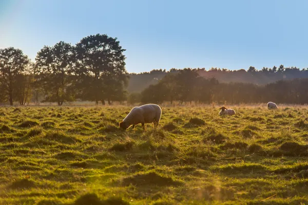 Hof van Saksen Drenthe - Westdorp visuel 1334/1861