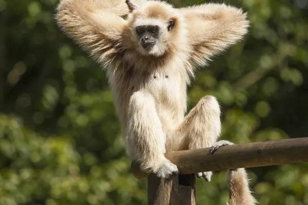 Hof van Saksen Drenthe - Westdorp visuel 1775/1861