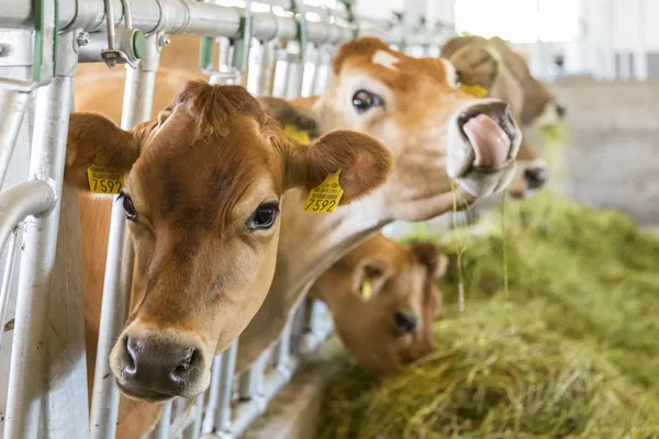 Hof van Saksen Drenthe - Westdorp visuel 331/1861