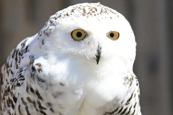 Hof van Saksen Drenthe - Westdorp visuel 172/1861