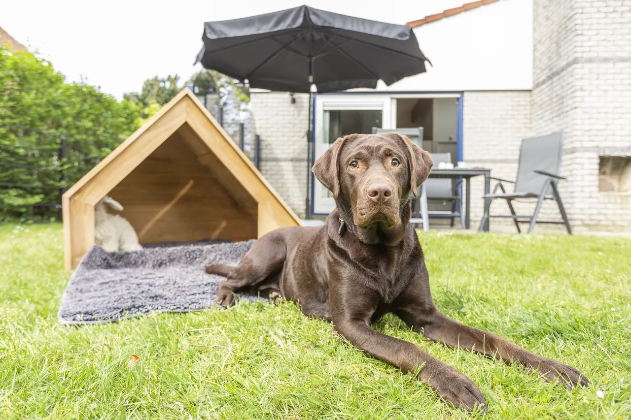 Vakantiehuis met omheinde tuin in Julianadorp aan Zee (Nederland) 2 honden zijn welkom