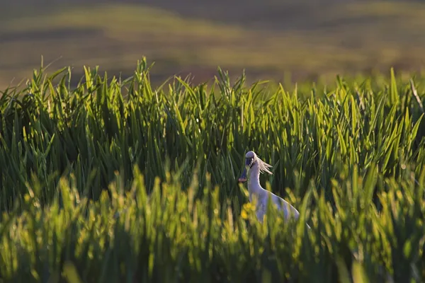 Hof van Saksen Drenthe - Westdorp visuel 1149/1861