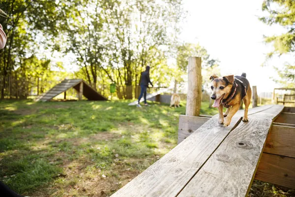 Hof van Saksen Drenthe - Westdorp visuel 568/1861