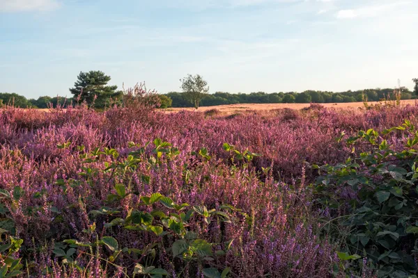 Hof van Saksen Drenthe - Westdorp visuel 1288/1861