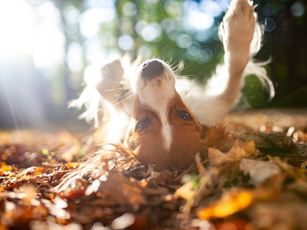Stock_Kooikerhondje Dog lying on leaves and lifts paws up. Dog make a Trick