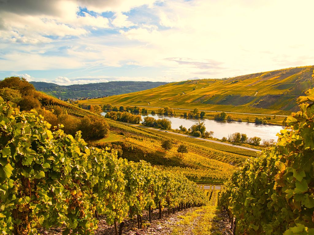Wine landscape near Cochem and Leiwen on the Moselle