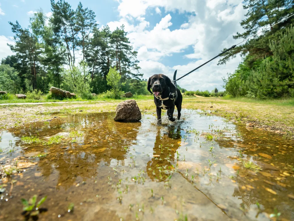 Landal campagneshoot ZDL 2022 walking dog