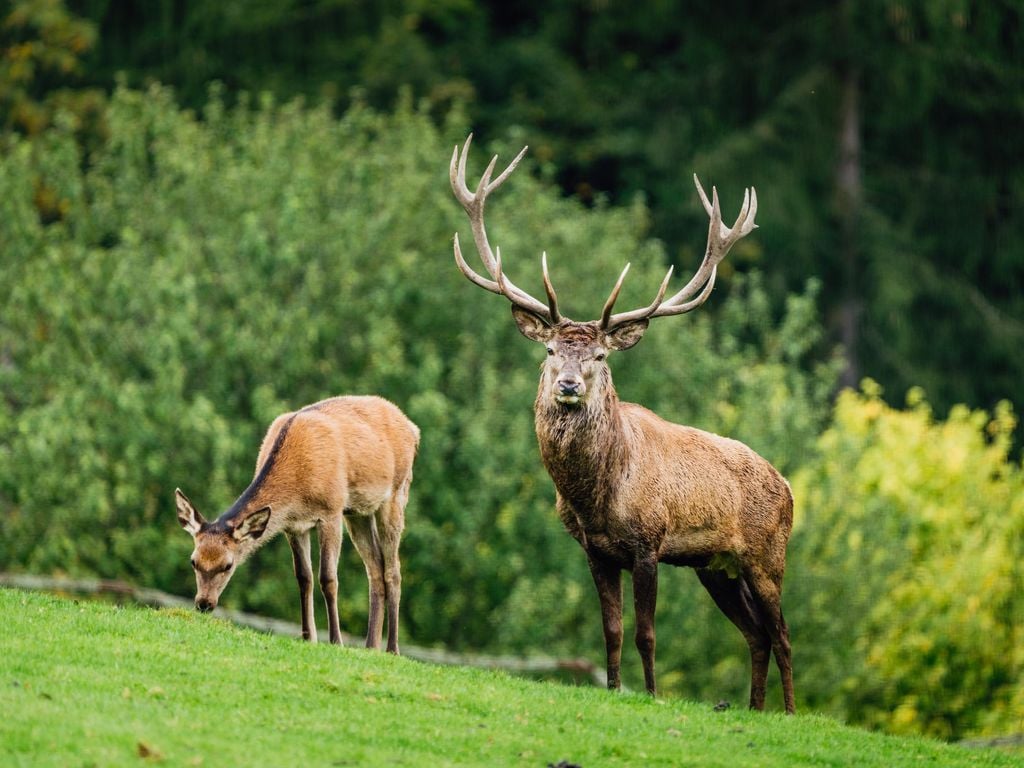 Red deer in forest