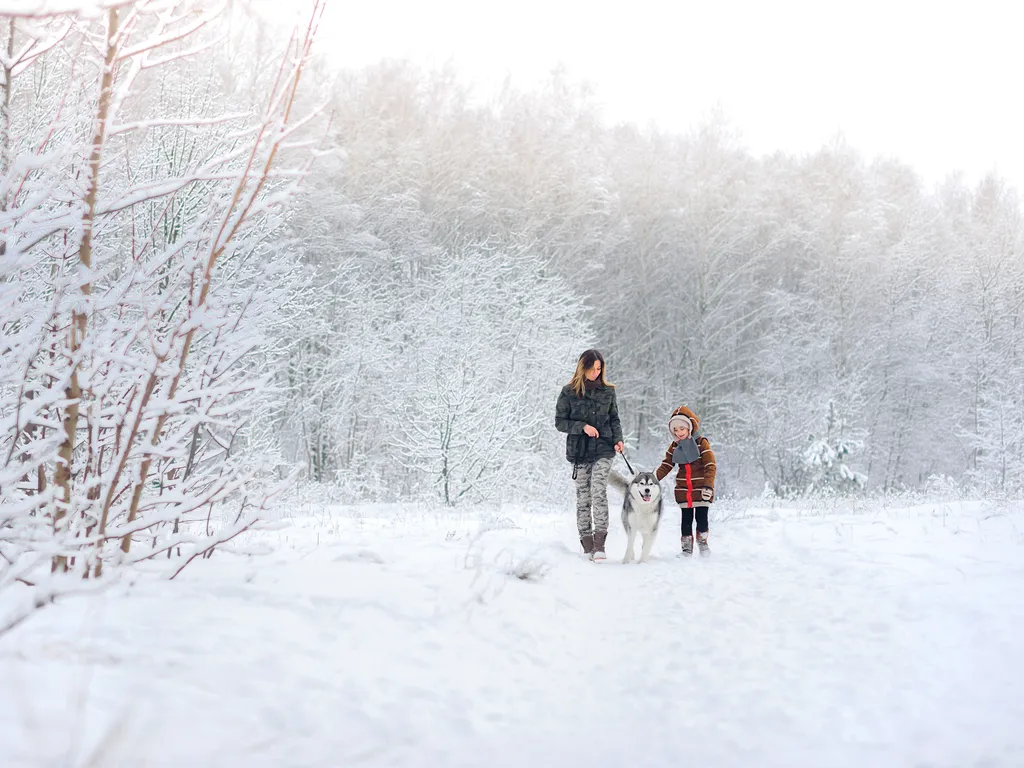 Family walking a Husky