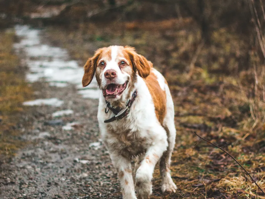 Dog in a forest