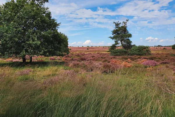 Hof van Saksen Drenthe - Westdorp visuel 1634/1861