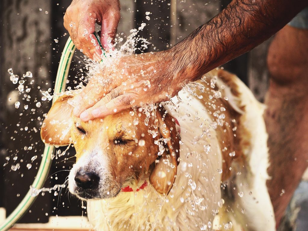 Washing the dog with the hose