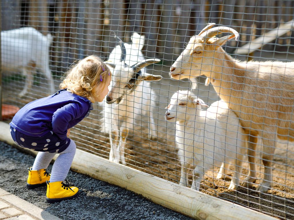Girl looking at goats