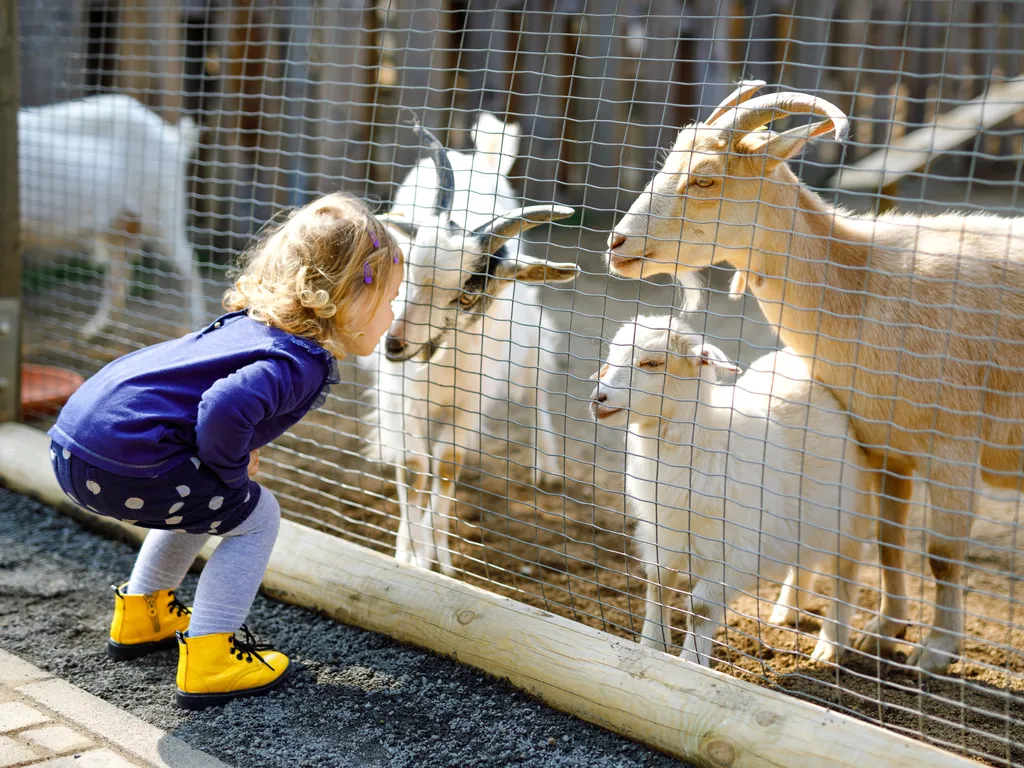 Girl looking at goats