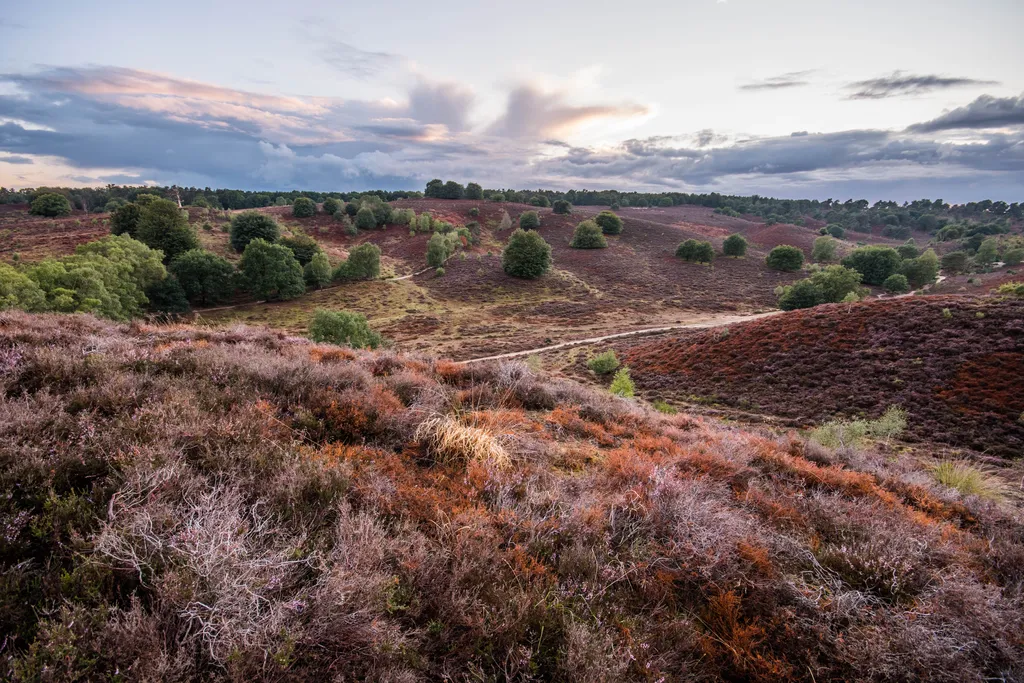 National park 'de Hoge Veluwe' on a cloudy day