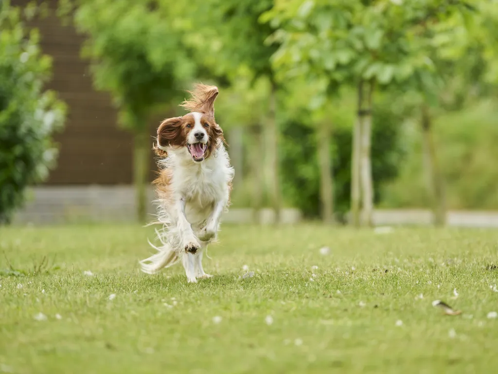 WLS dog running