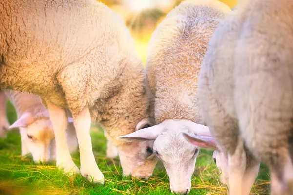 Hof van Saksen Drenthe - Westdorp visuel 119/1861