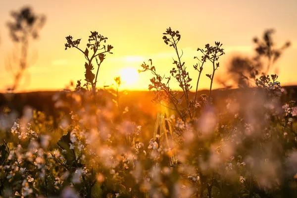 Hof van Saksen Drenthe - Westdorp visuel 122/1861